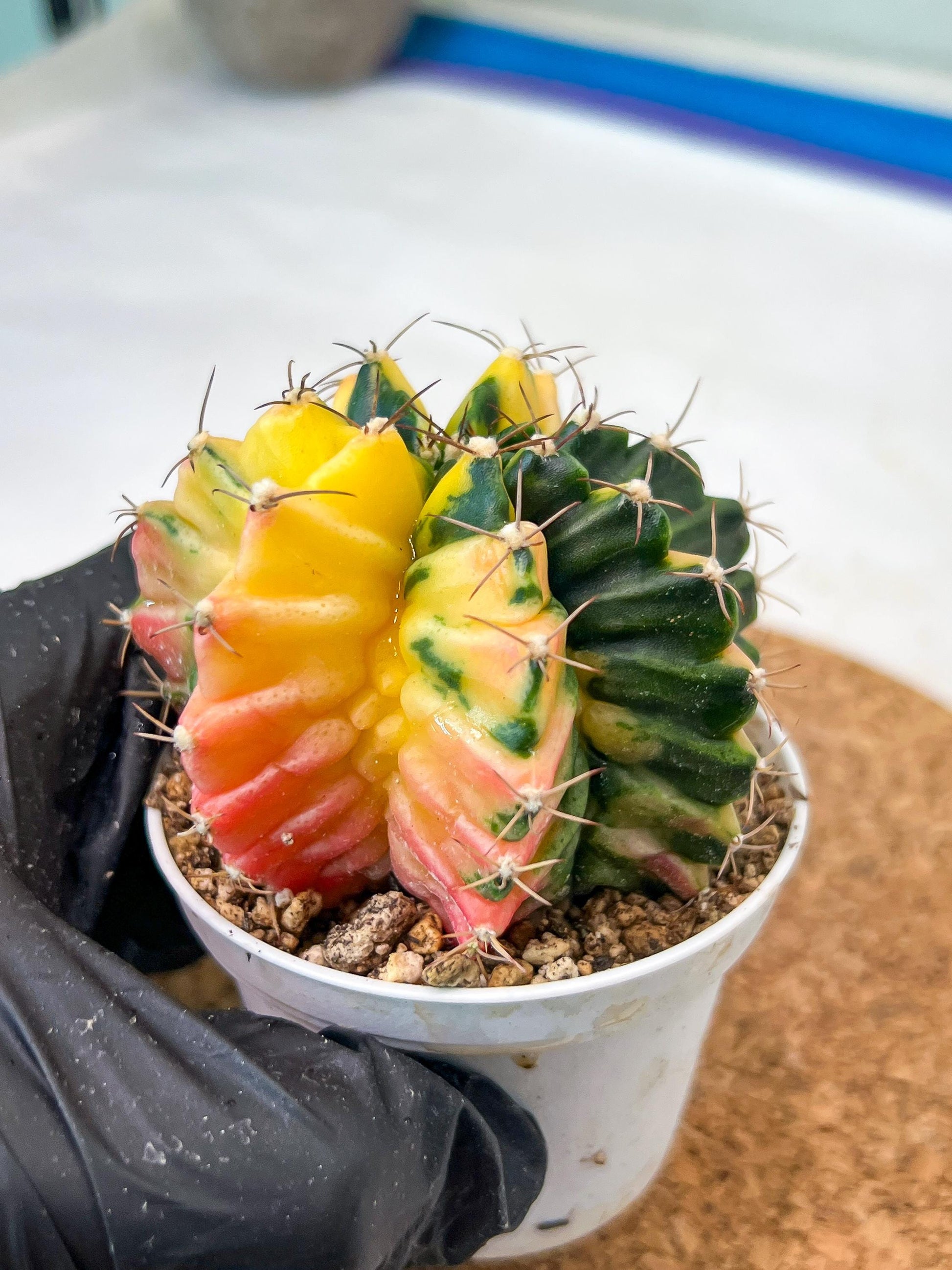 Gymnocalycium Mihanovichii Var (g3) (r4) | variegated cactus