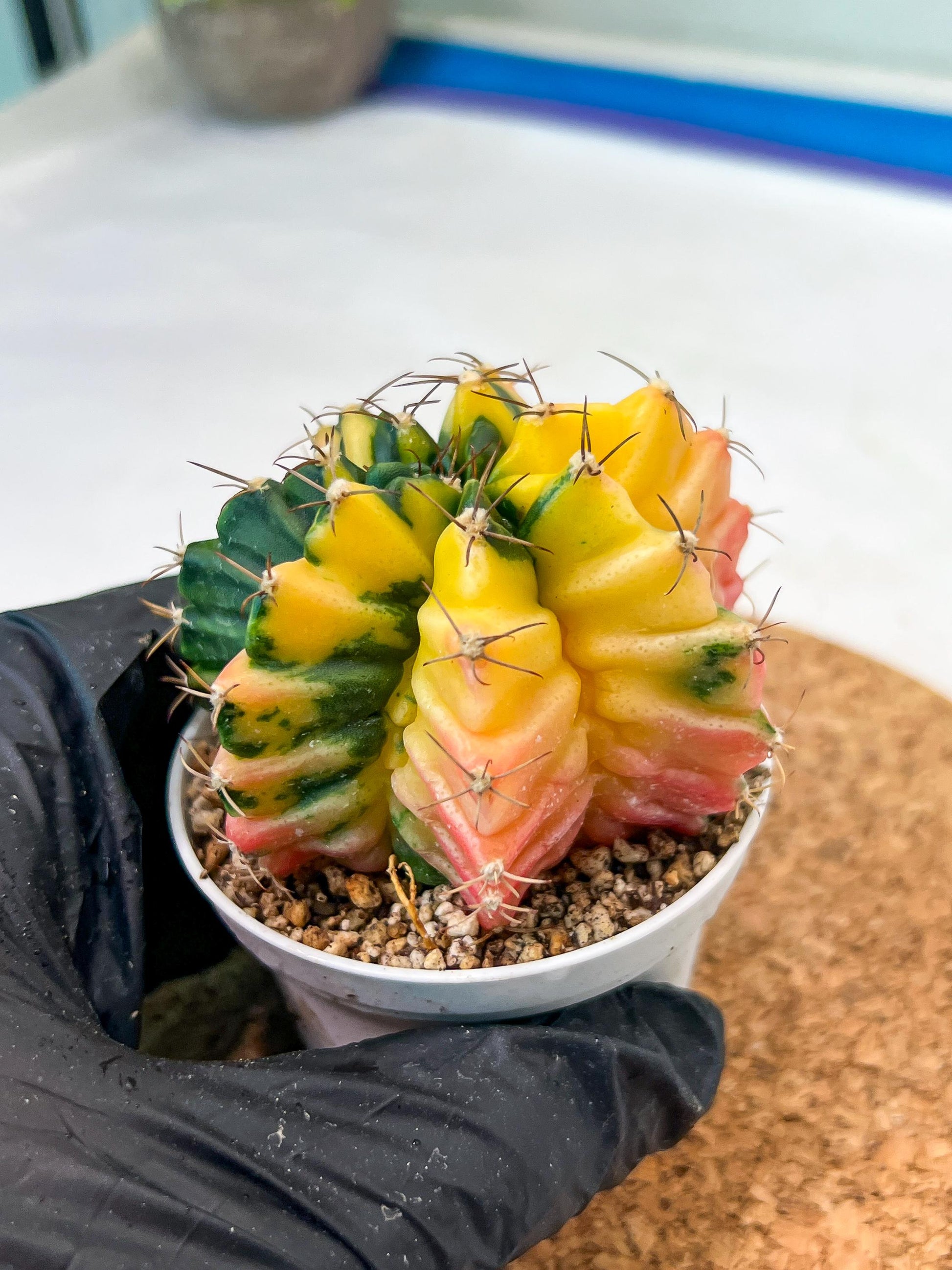 Gymnocalycium Mihanovichii Var (g3) (r4) | variegated cactus
