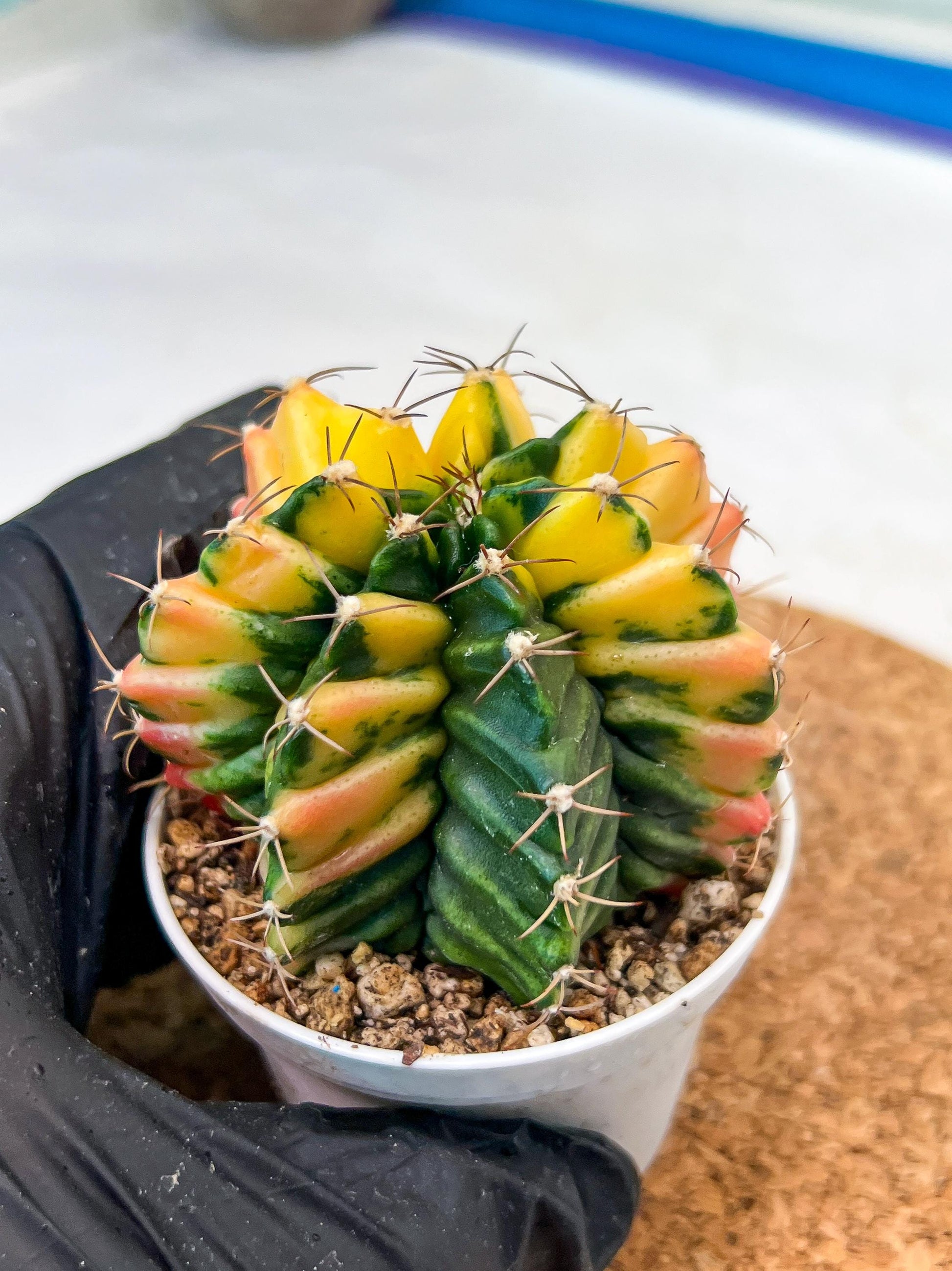 Gymnocalycium Mihanovichii Var (g3) (r4) | variegated cactus