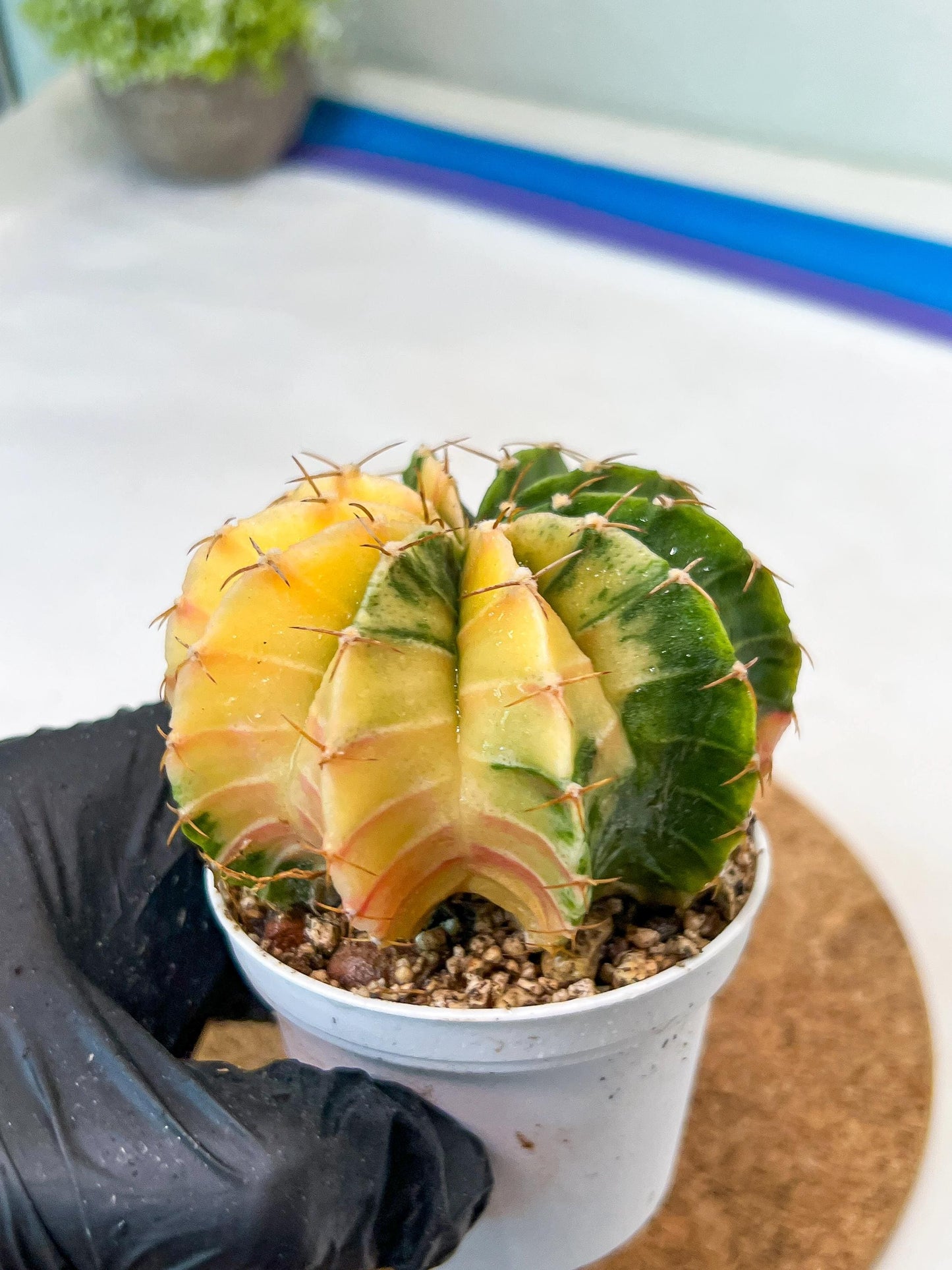 Gymnocalycium Mihanovichii Var (g3) (r5) | variegated cactus