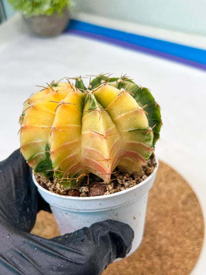 Gymnocalycium Mihanovichii Var (g3) (r5) | variegated cactus