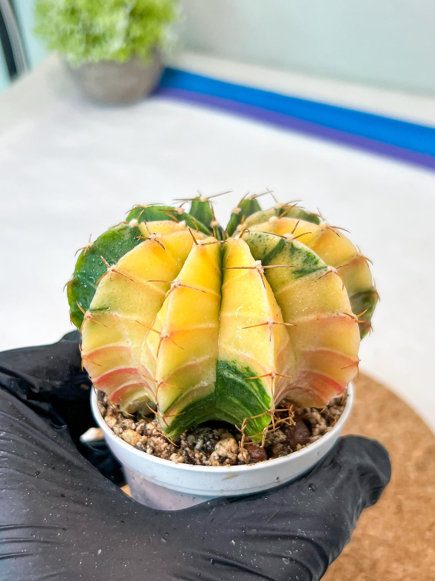 Gymnocalycium Mihanovichii Var (g3) (r5) | variegated cactus