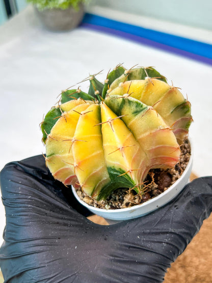 Gymnocalycium Mihanovichii Var (g3) (r5) | variegated cactus