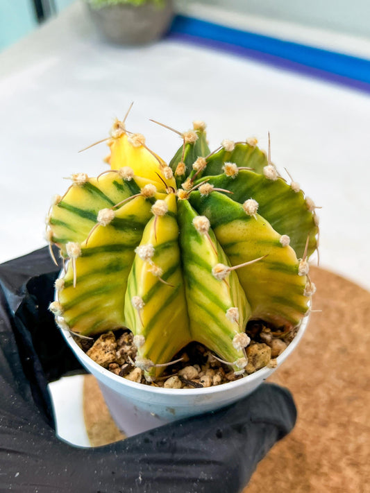 Gymnocalycium Mihanovichii Var (g3) (r6) | variegated cactus