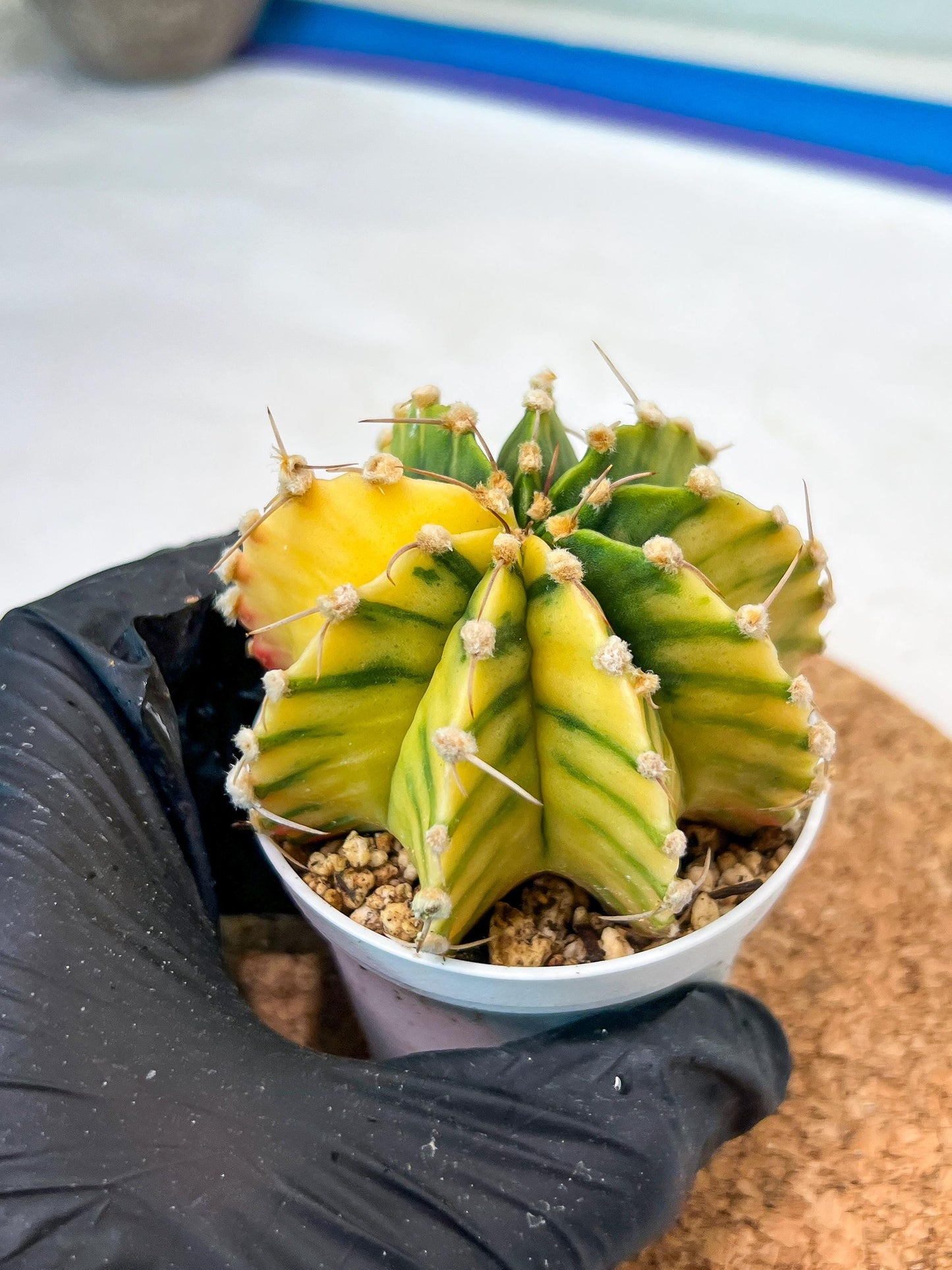 Gymnocalycium Mihanovichii Var (g3) (r6) | variegated cactus
