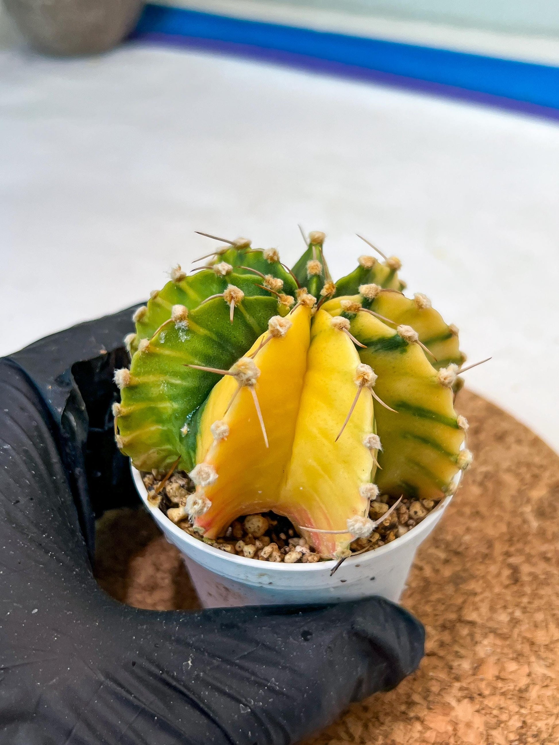 Gymnocalycium Mihanovichii Var (g3) (r6) | variegated cactus