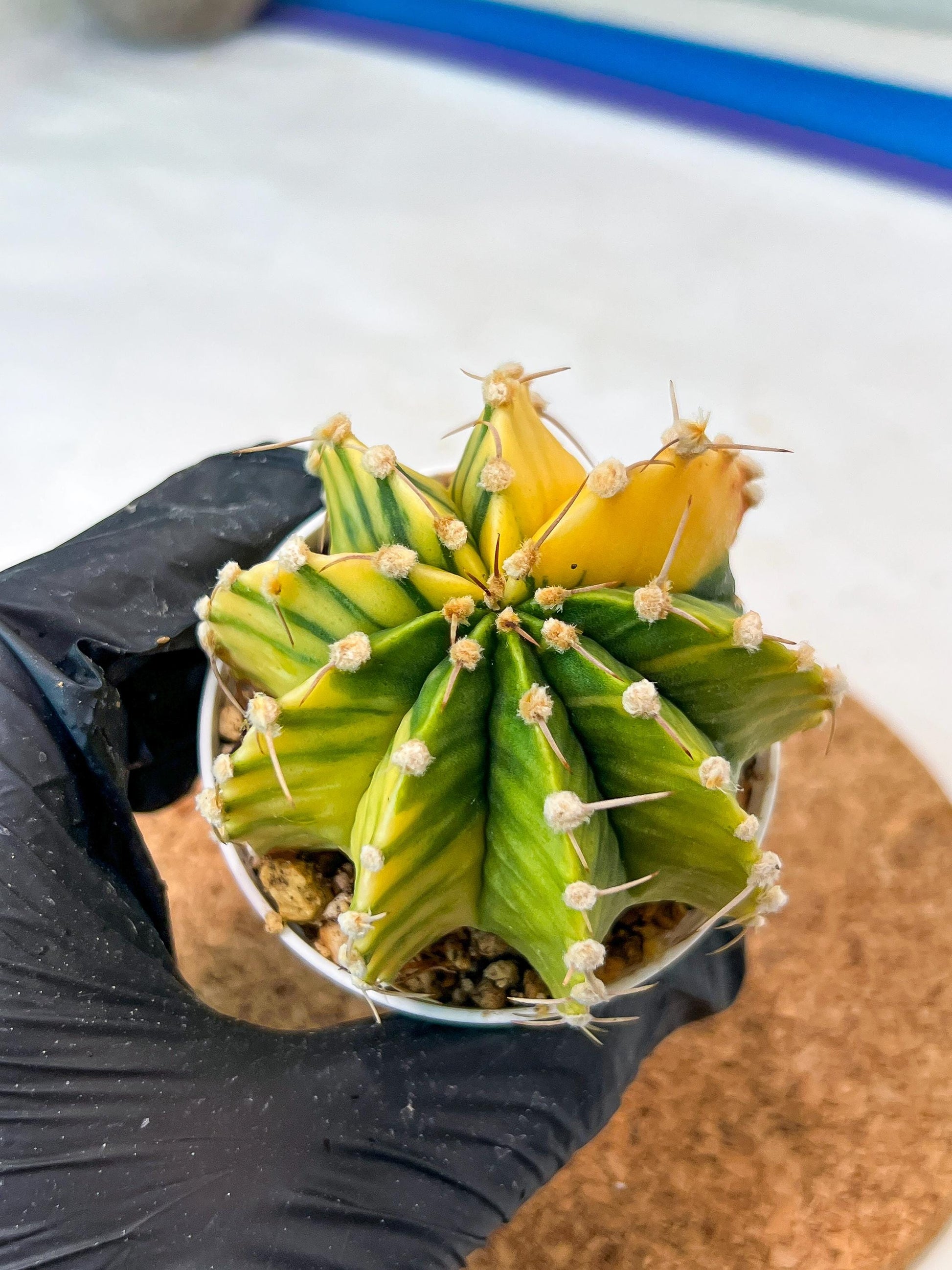 Gymnocalycium Mihanovichii Var (g3) (r6) | variegated cactus