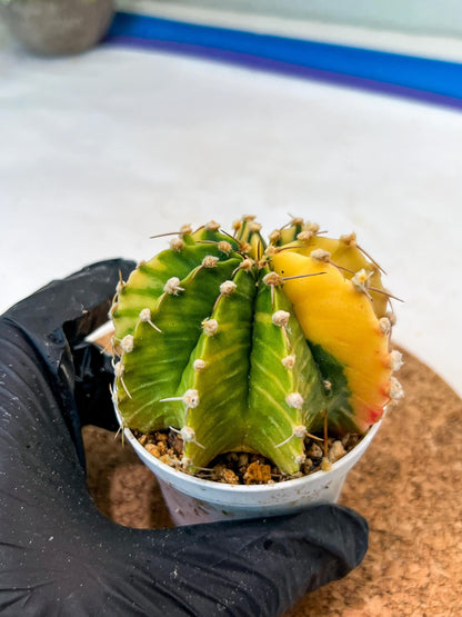 Gymnocalycium Mihanovichii Var (g3) (r6) | variegated cactus