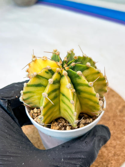 Gymnocalycium Mihanovichii Var (g3) (r6) | variegated cactus
