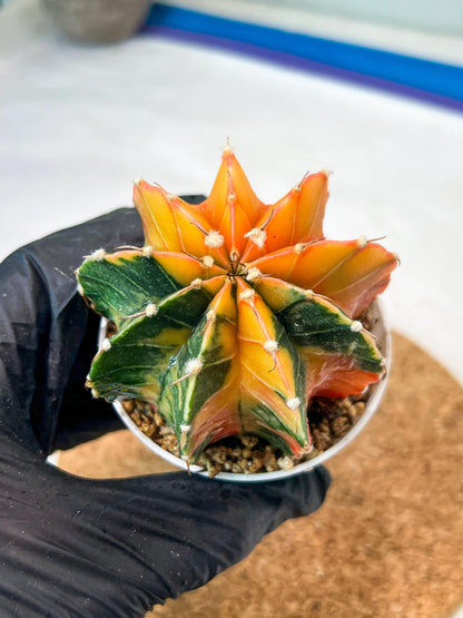 Gymnocalycium Mihanovichii Var (g3) (r7) | variegated cactus