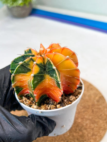 Gymnocalycium Mihanovichii Var (g3) (r7) | variegated cactus