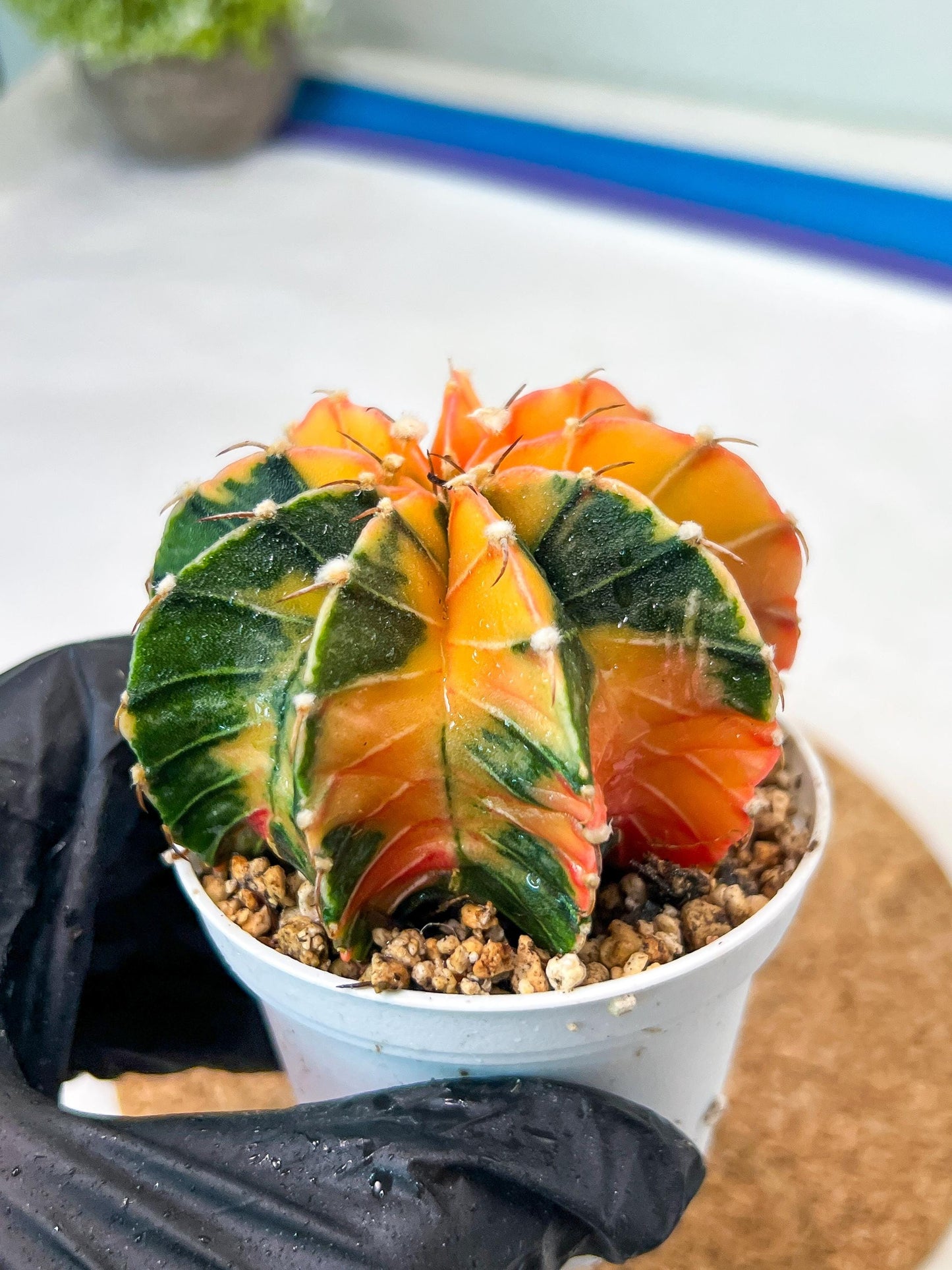 Gymnocalycium Mihanovichii Var (g3) (r7) | variegated cactus