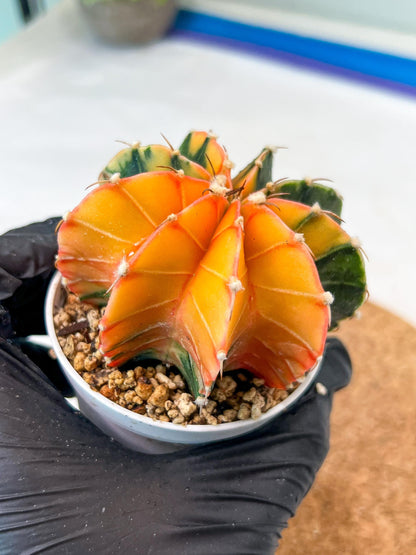 Gymnocalycium Mihanovichii Var (g3) (r7) | variegated cactus