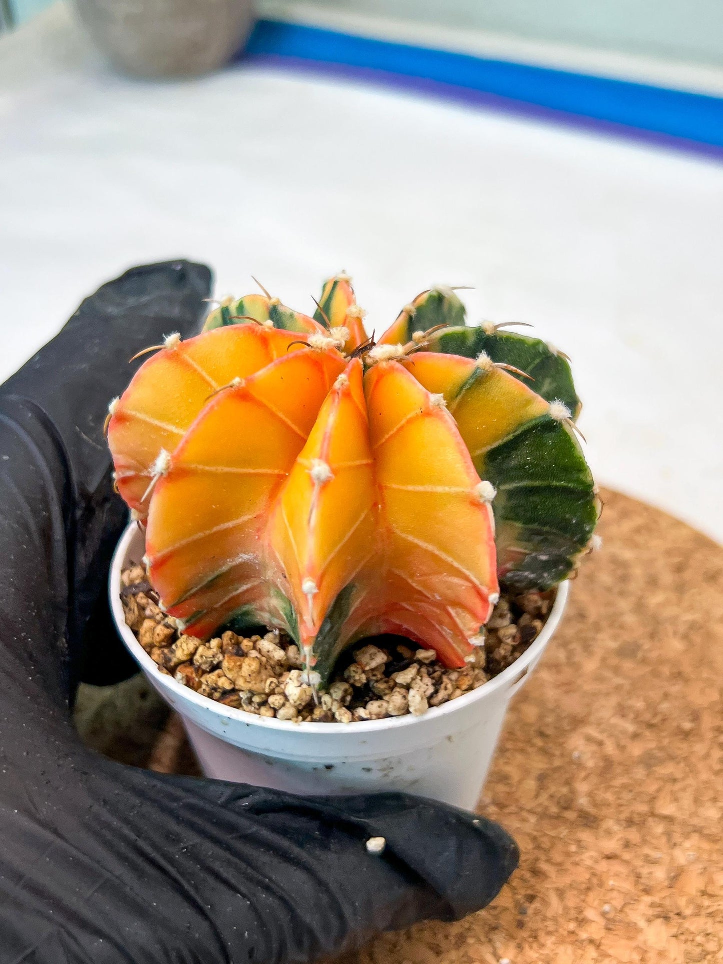 Gymnocalycium Mihanovichii Var (g3) (r7) | variegated cactus