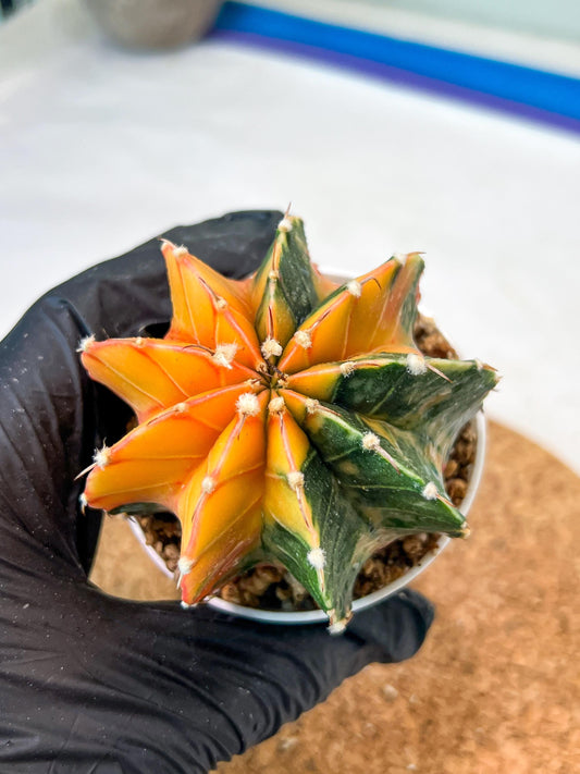 Gymnocalycium Mihanovichii Var (g3) (r7) | variegated cactus