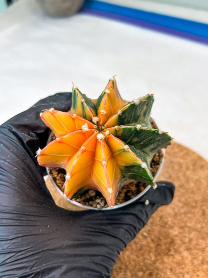 Gymnocalycium Mihanovichii Var (g3) (r7) | variegated cactus