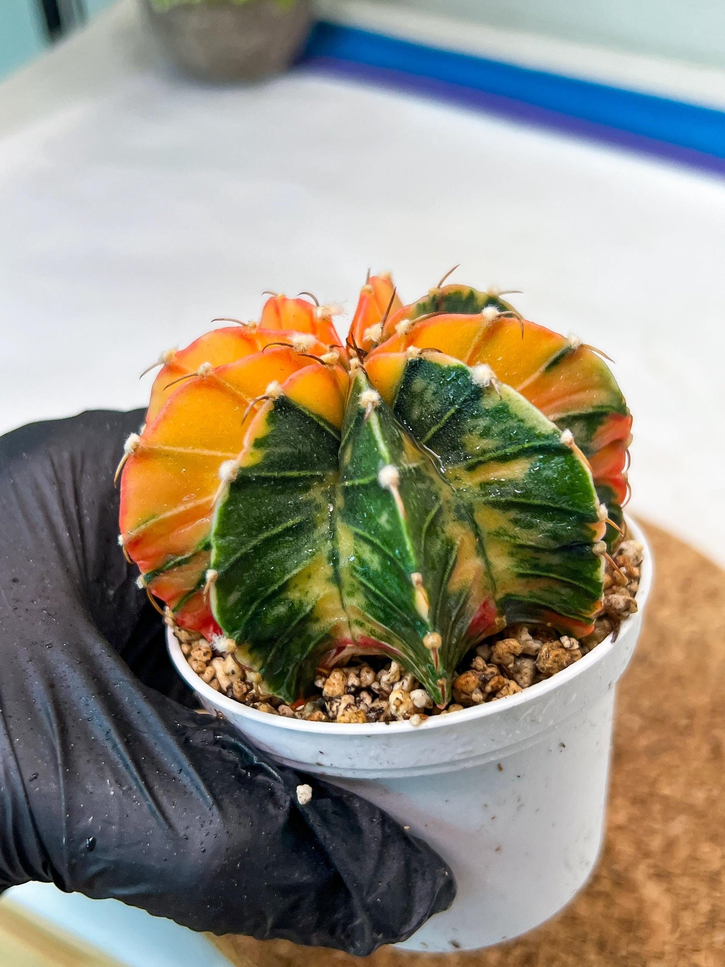 Gymnocalycium Mihanovichii Var (g3) (r7) | variegated cactus