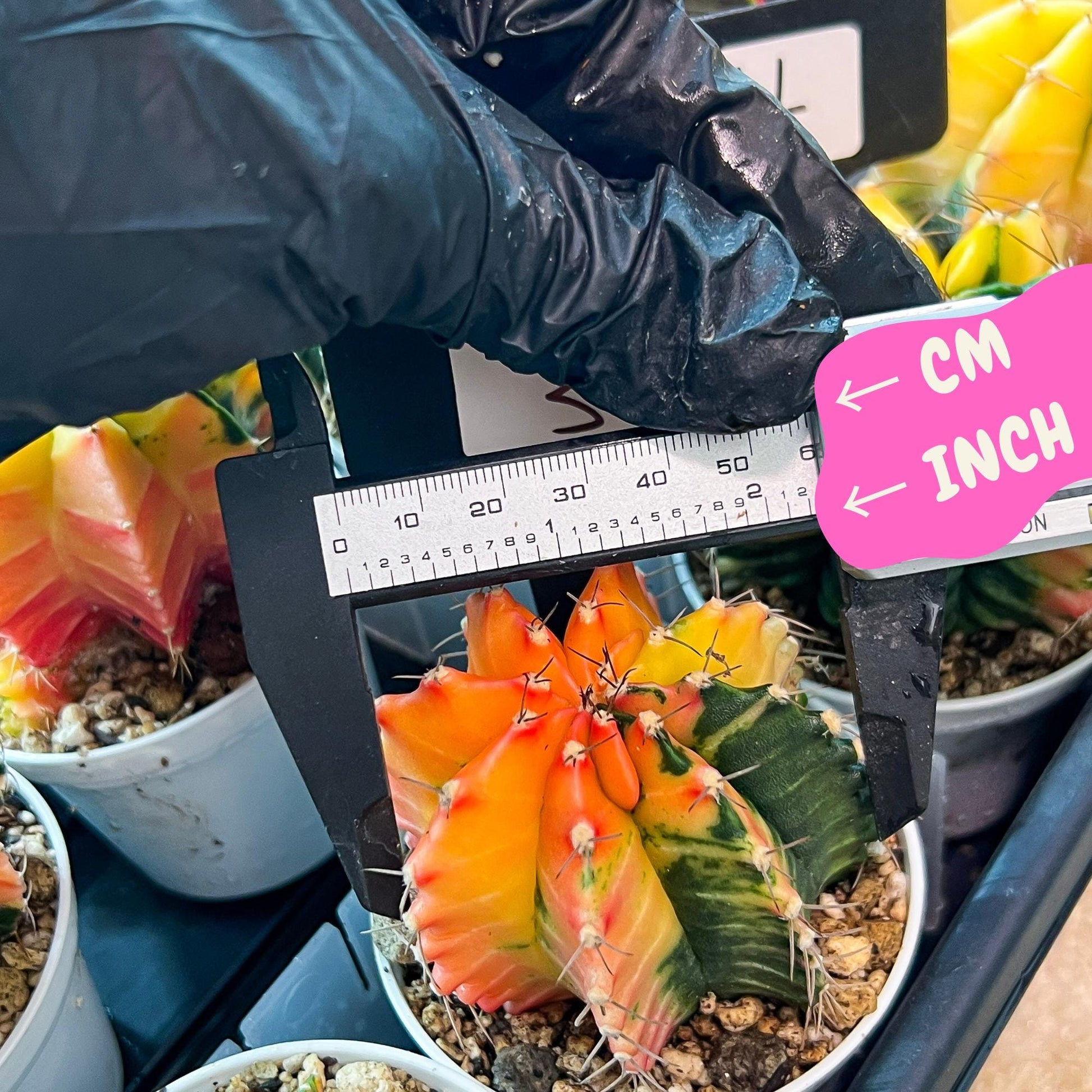 Gymnocalycium Mihanovichii Var (g3) (r3) | variegated cactus