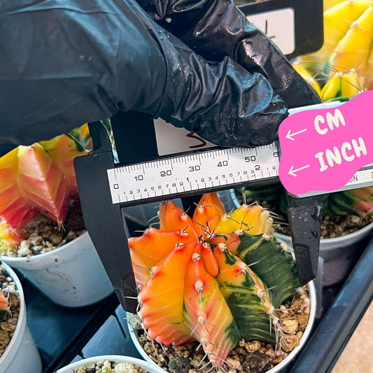 Gymnocalycium Mihanovichii Var (g3) (r3) | variegated cactus