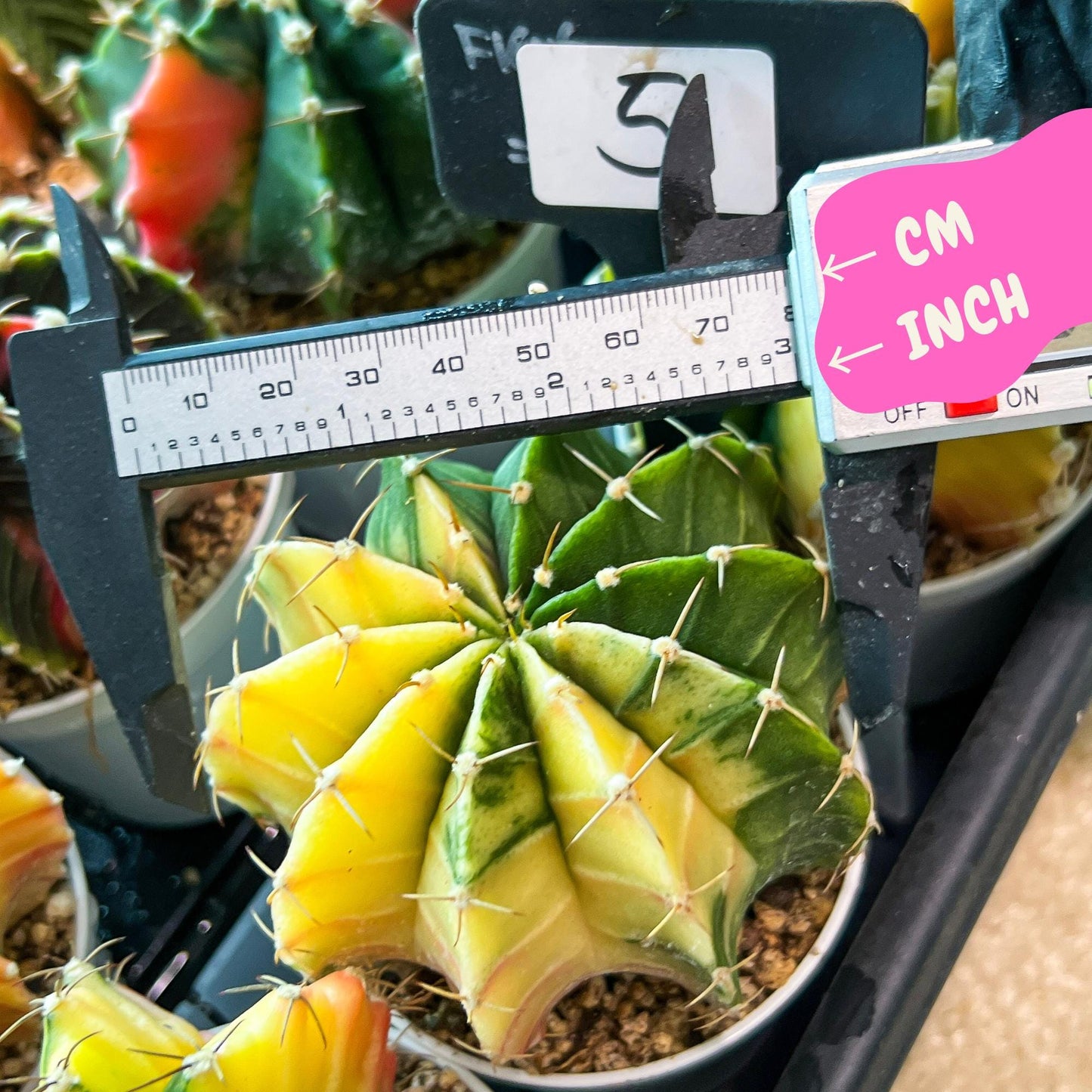 Gymnocalycium Mihanovichii Var (g3) (r5) | variegated cactus