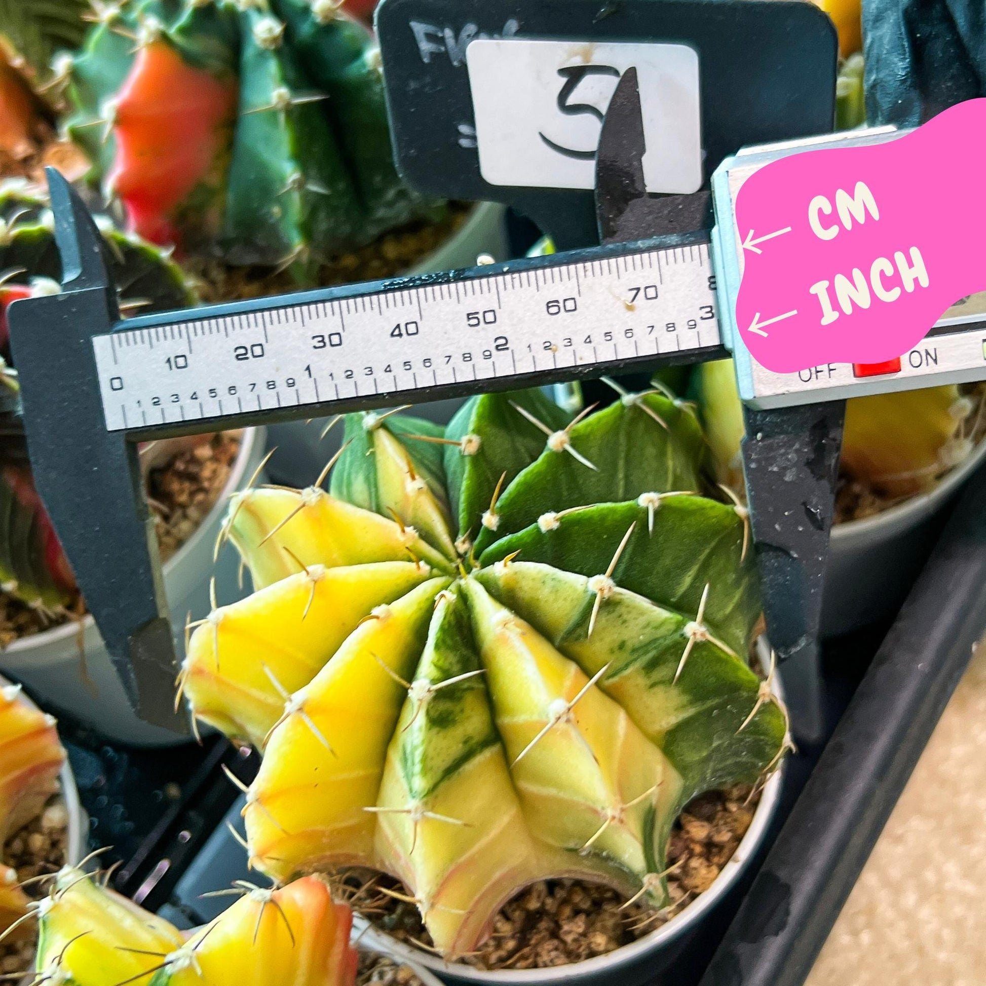 Gymnocalycium Mihanovichii Var (g3) (r5) | variegated cactus