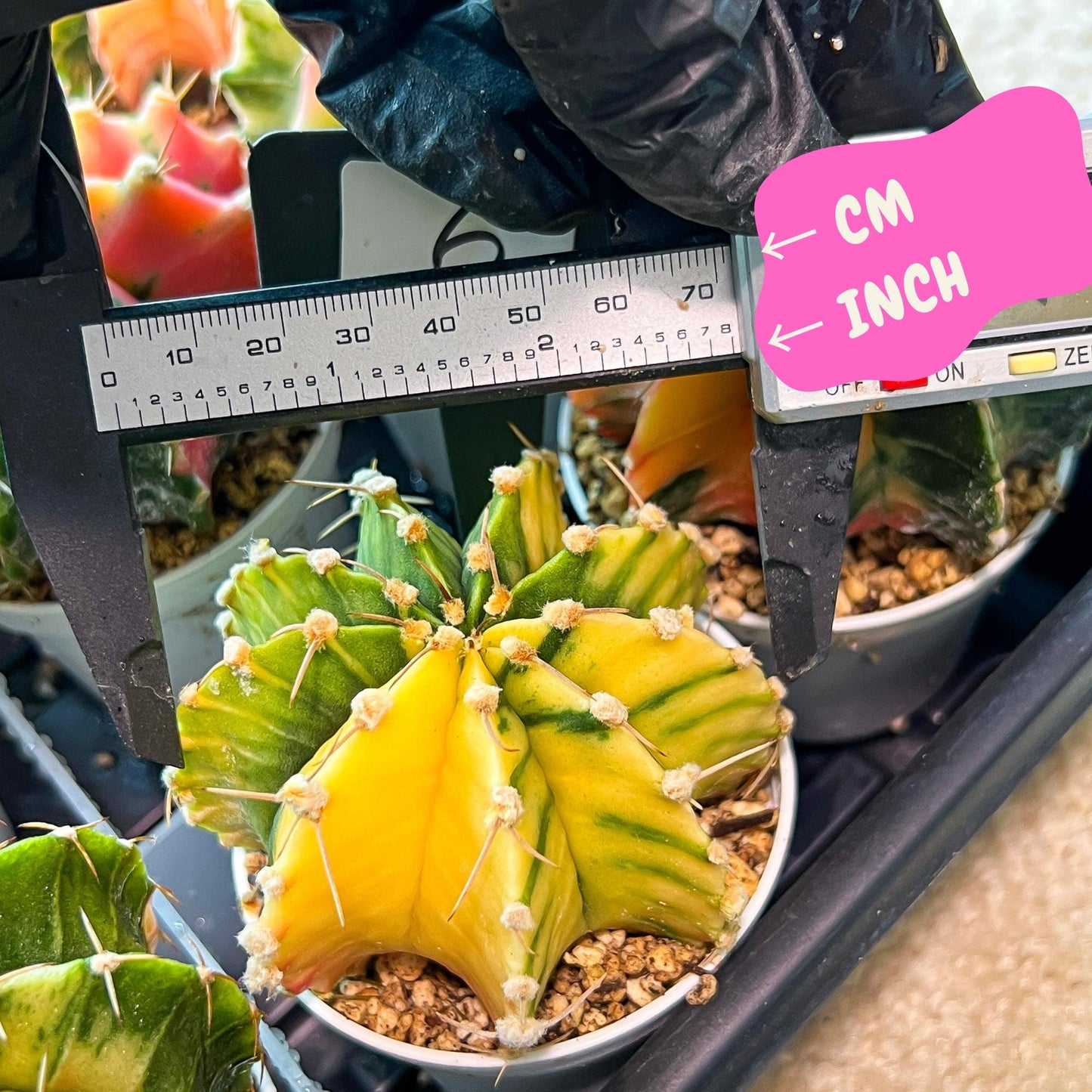 Gymnocalycium Mihanovichii Var (g3) (r6) | variegated cactus