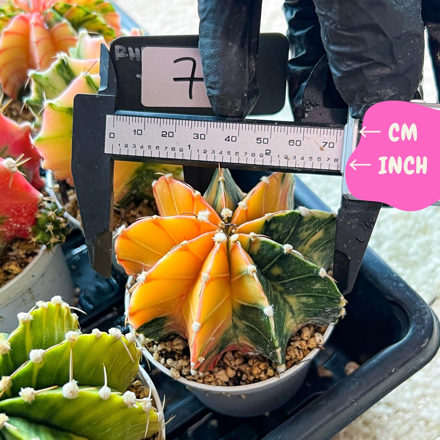 Gymnocalycium Mihanovichii Var (g3) (r7) | variegated cactus