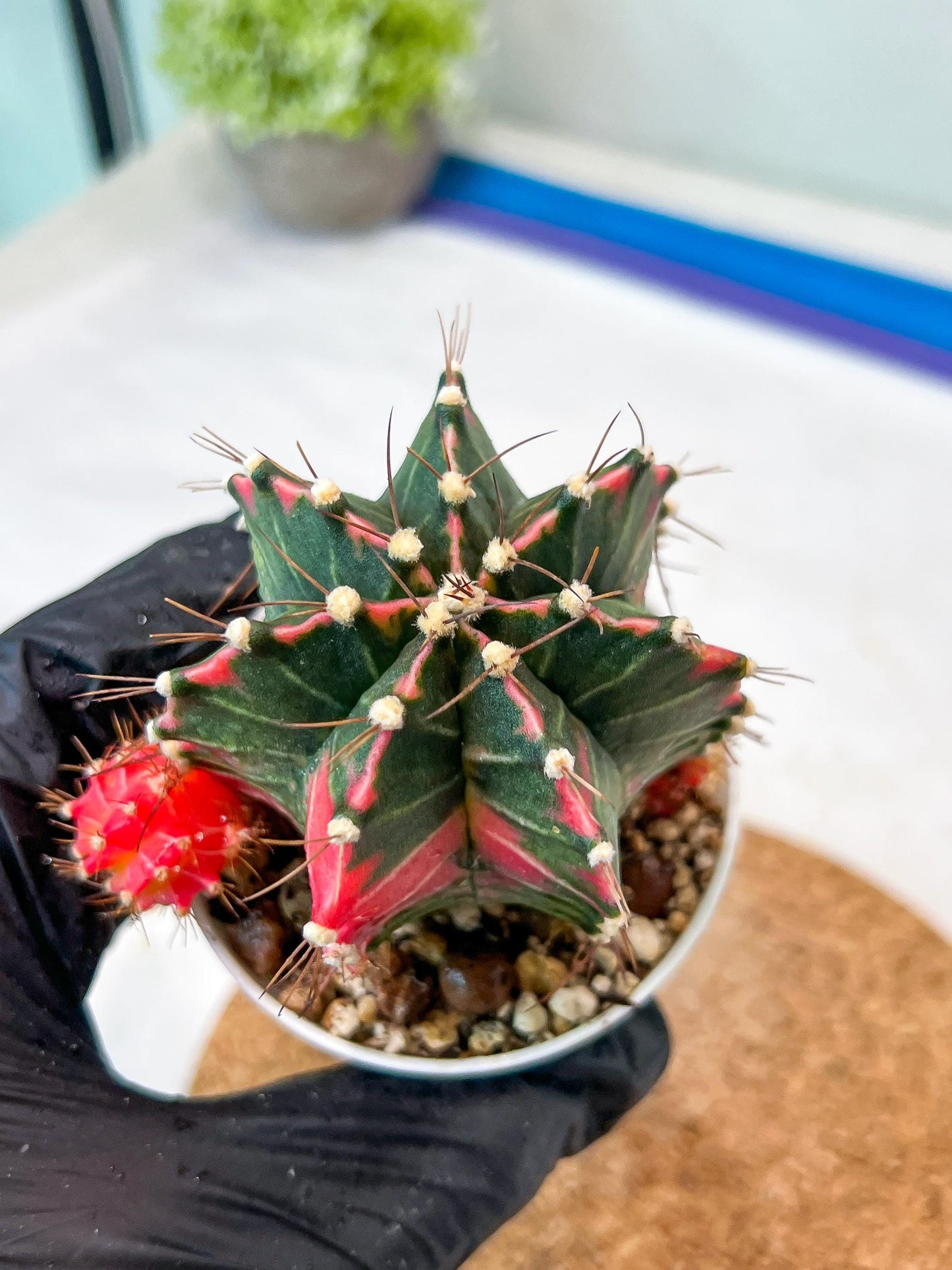 Gymnocalycium Mihanovichii Var (g3) (g1) | variegated cactus