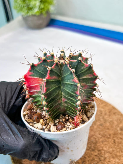 Gymnocalycium Mihanovichii Var (g3) (g1) | variegated cactus