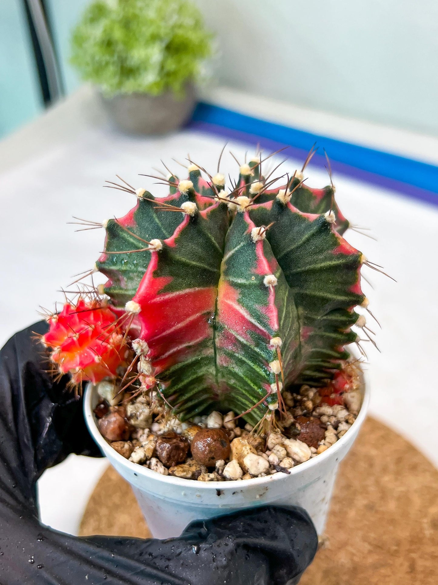 Gymnocalycium Mihanovichii Var (g3) (g1) | variegated cactus