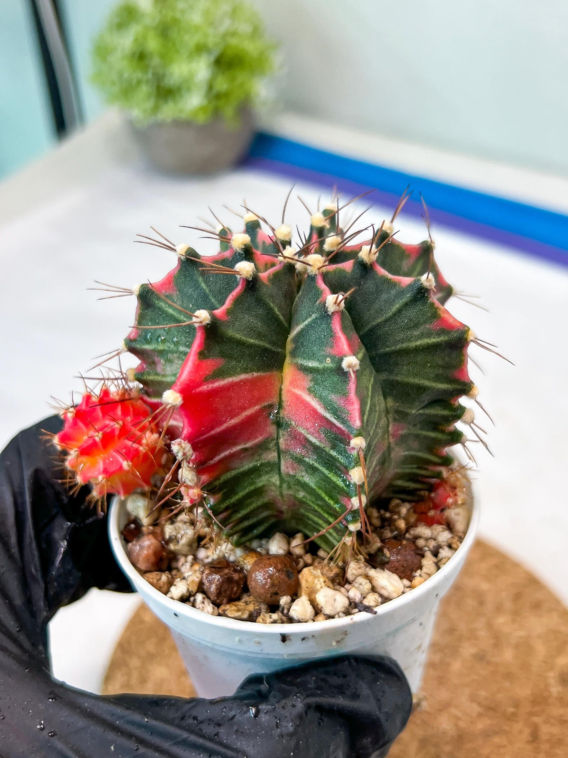 Gymnocalycium Mihanovichii Var (g3) (g1) | variegated cactus