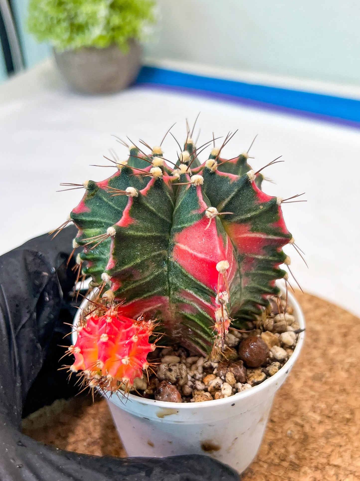 Gymnocalycium Mihanovichii Var (g3) (g1) | variegated cactus