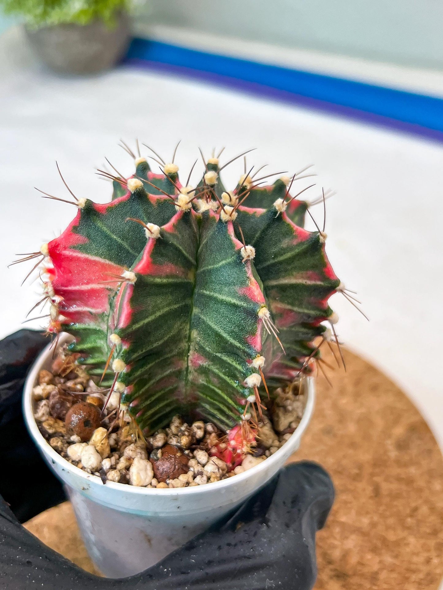 Gymnocalycium Mihanovichii Var (g3) (g1) | variegated cactus