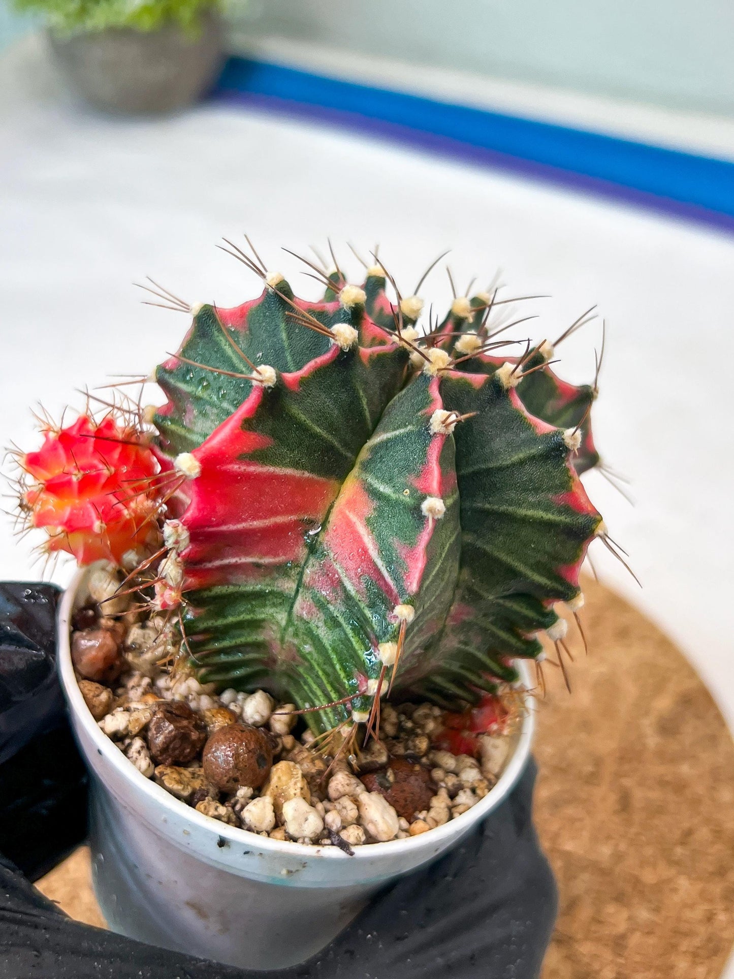 Gymnocalycium Mihanovichii Var (g3) (g1) | variegated cactus