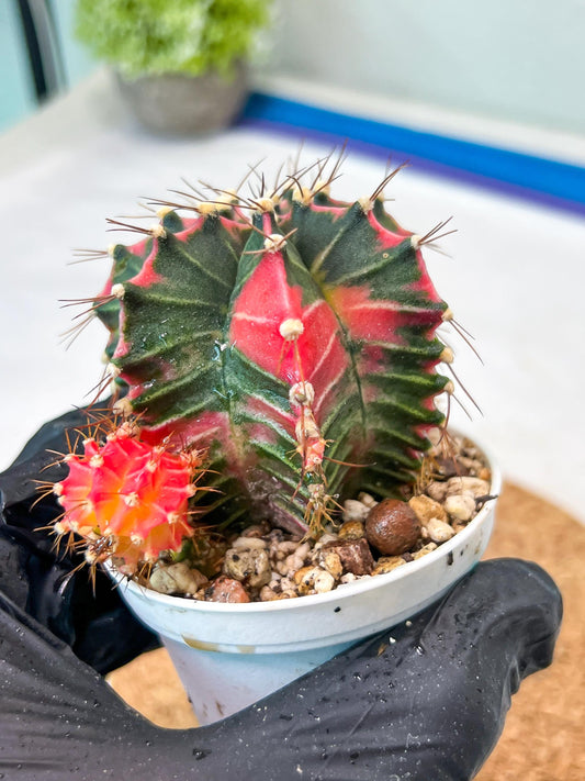 Gymnocalycium Mihanovichii Var (g3) (g1) | variegated cactus
