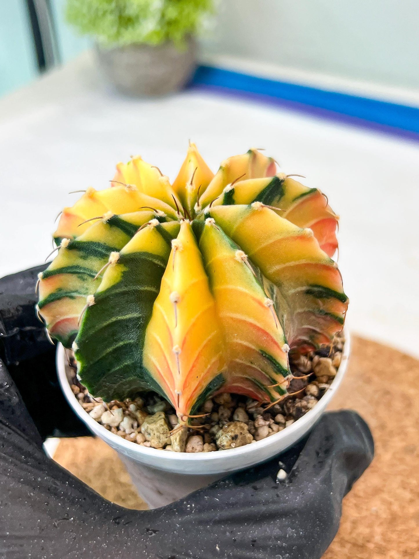 Gymnocalycium Mihanovichii Var (g3) (g2) | variegated cactus