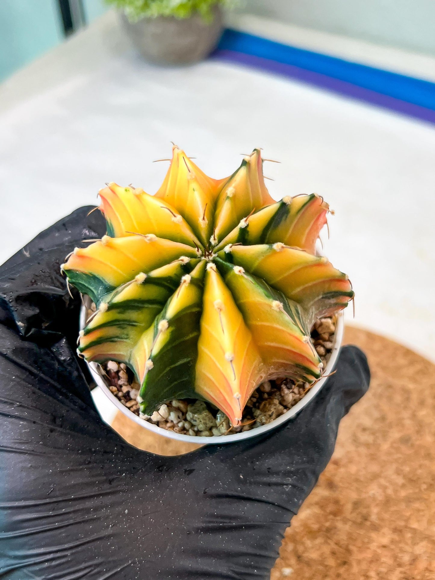 Gymnocalycium Mihanovichii Var (g3) (g2) | variegated cactus