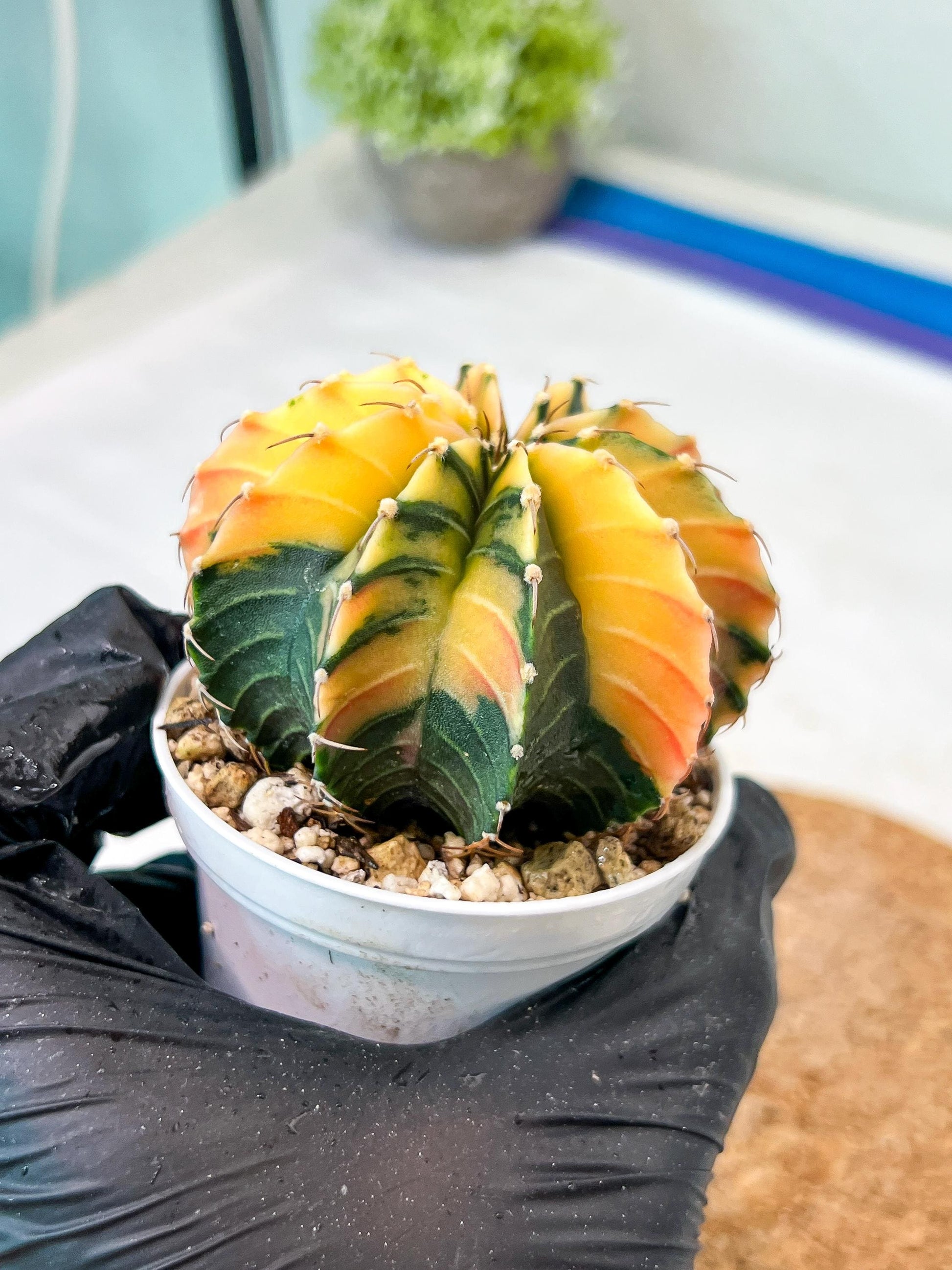 Gymnocalycium Mihanovichii Var (g3) (g2) | variegated cactus