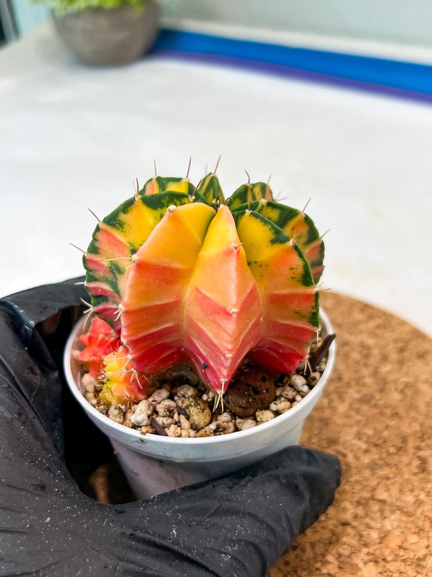 Gymnocalycium Mihanovichii Var (g3) (g3) | variegated cactus