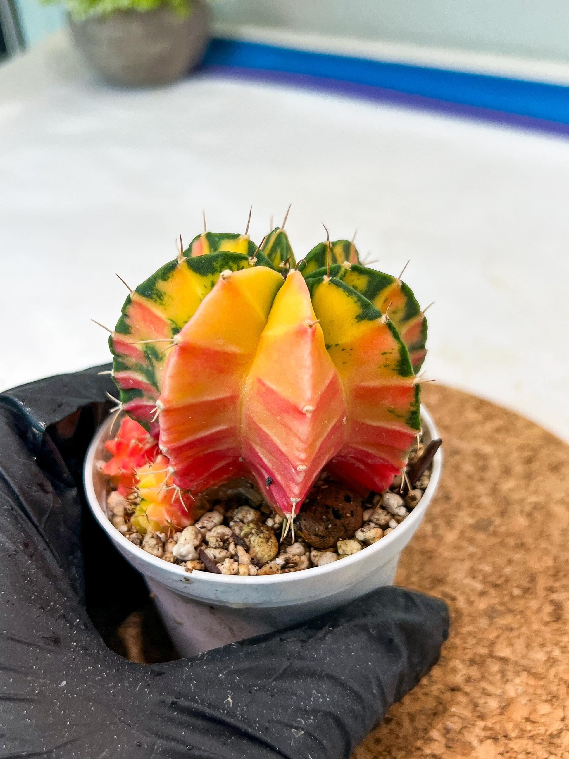 Gymnocalycium Mihanovichii Var (g3) (g3) | variegated cactus