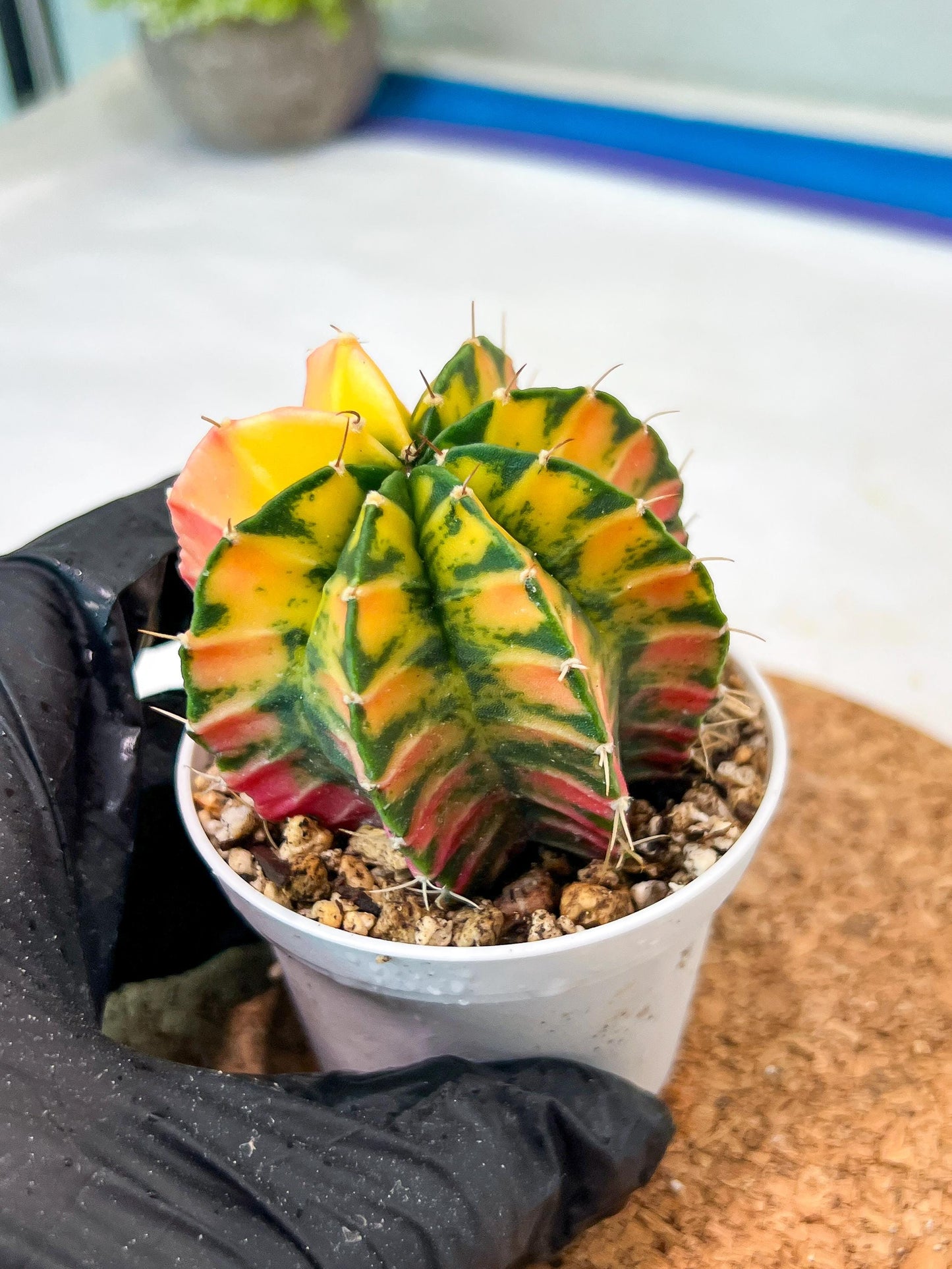 Gymnocalycium Mihanovichii Var (g3) (g3) | variegated cactus