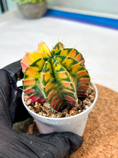 Gymnocalycium Mihanovichii Var (g3) (g3) | variegated cactus