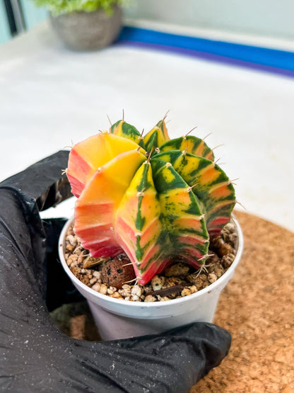 Gymnocalycium Mihanovichii Var (g3) (g3) | variegated cactus