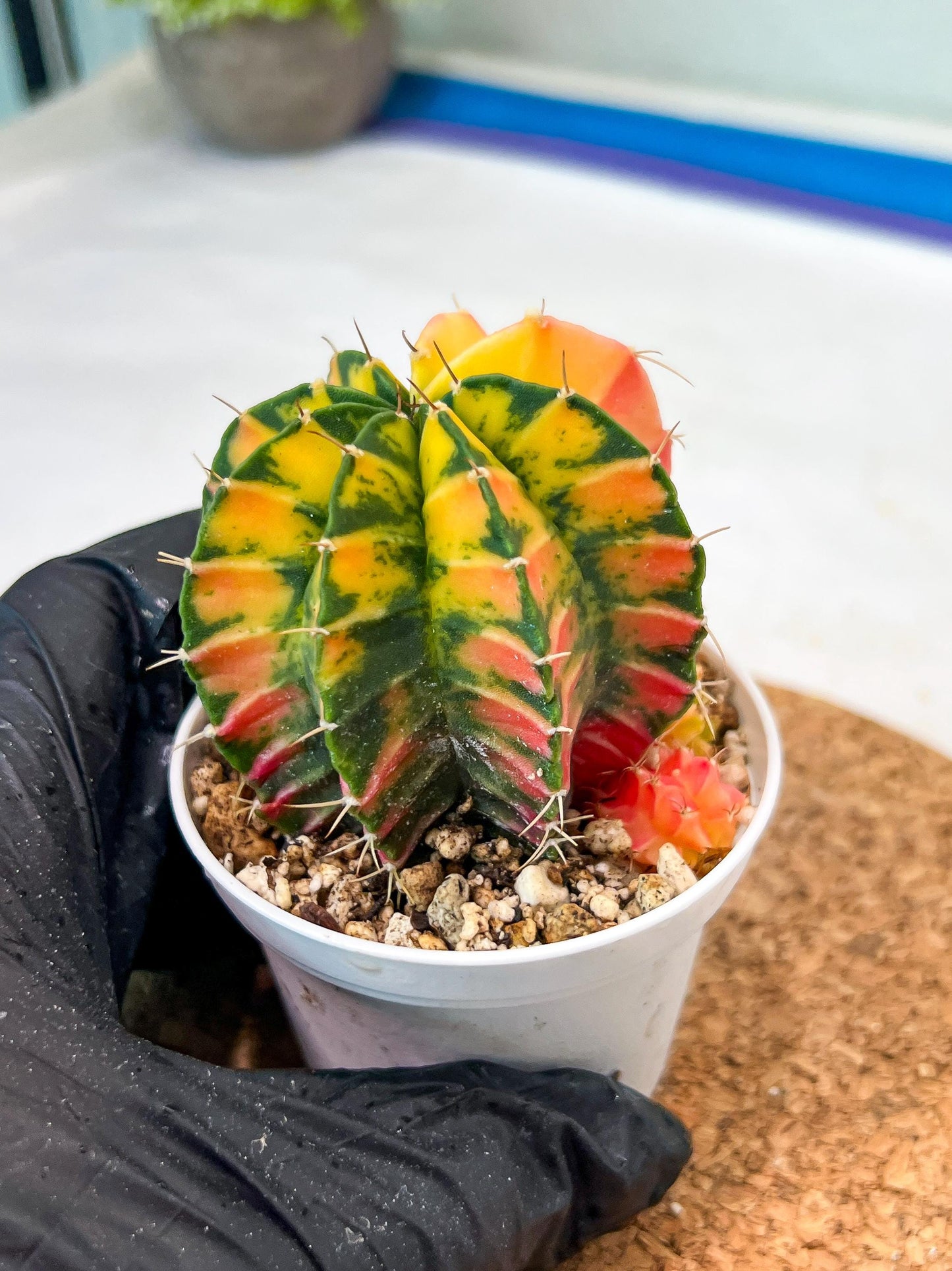 Gymnocalycium Mihanovichii Var (g3) (g3) | variegated cactus