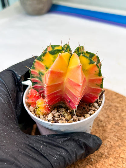 Gymnocalycium Mihanovichii Var (g3) (g3) | variegated cactus