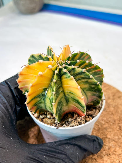 Gymnocalycium Mihanovichii Var (g3) (g4) | variegated cactus