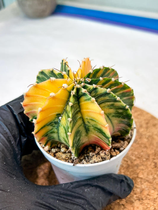 Gymnocalycium Mihanovichii Var (g3) (g4) | variegated cactus