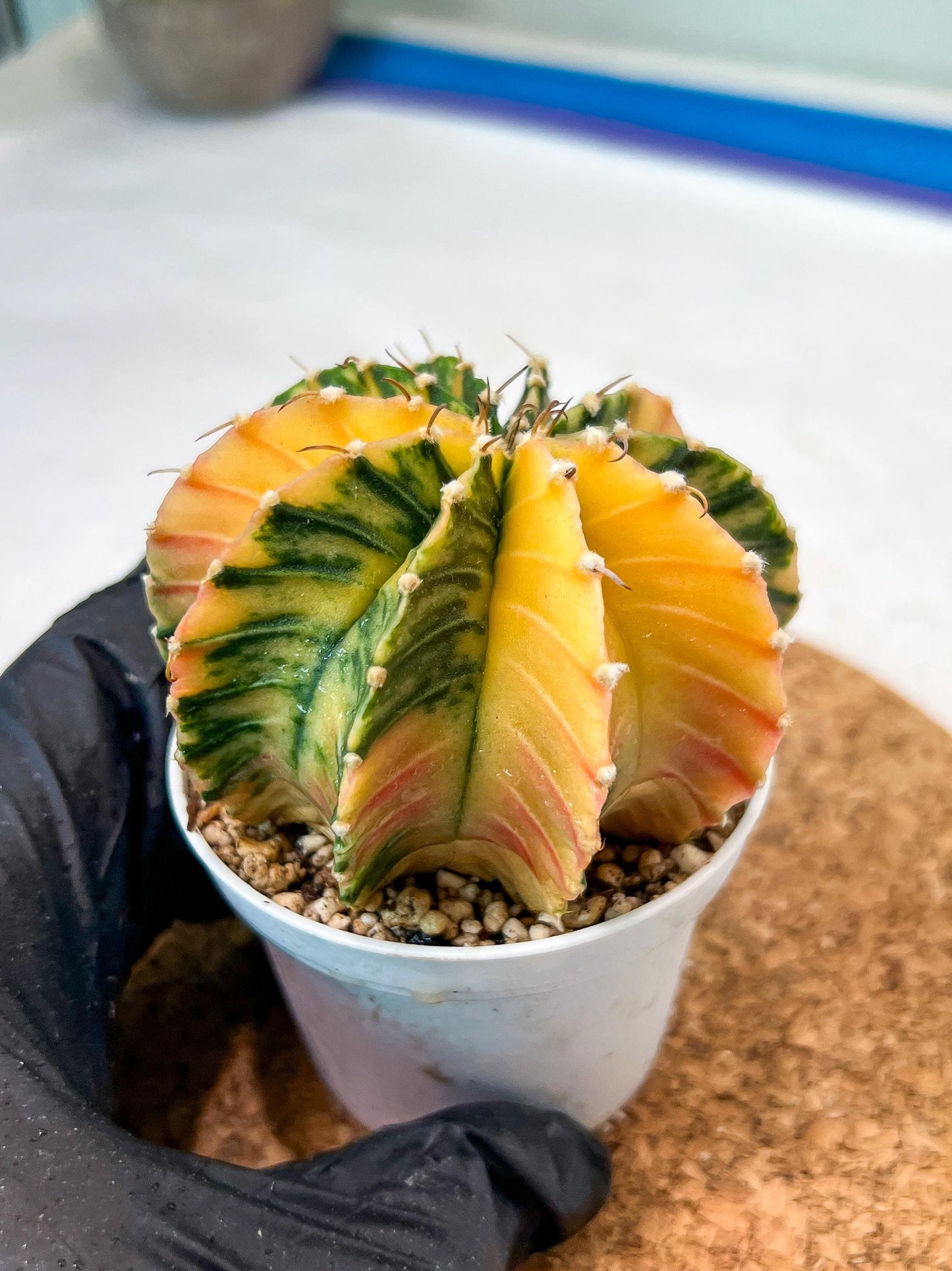 Gymnocalycium Mihanovichii Var (g3) (g4) | variegated cactus