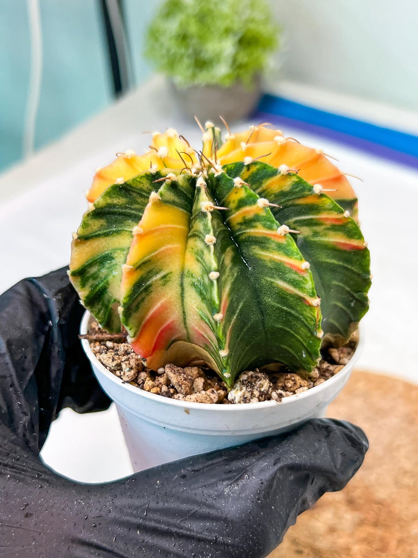 Gymnocalycium Mihanovichii Var (g3) (g4) | variegated cactus