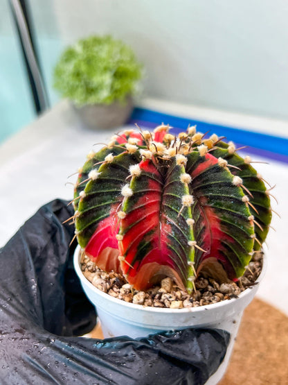 Gymnocalycium Mihanovichii Var (g3) (g5) | variegated cactus